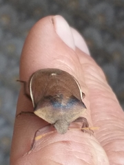 Basicryptus costalis