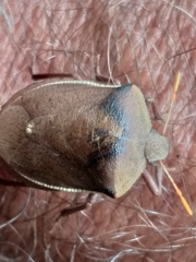 Basicryptus costalis