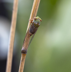 Macrotristria intersecta