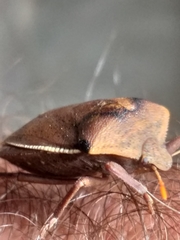 Basicryptus costalis