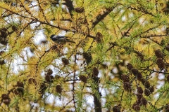Periparus ater