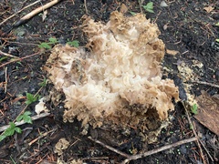 Daleomyces phillipsii