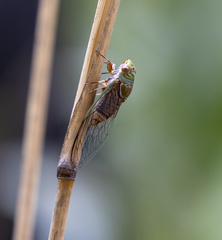 Macrotristria intersecta