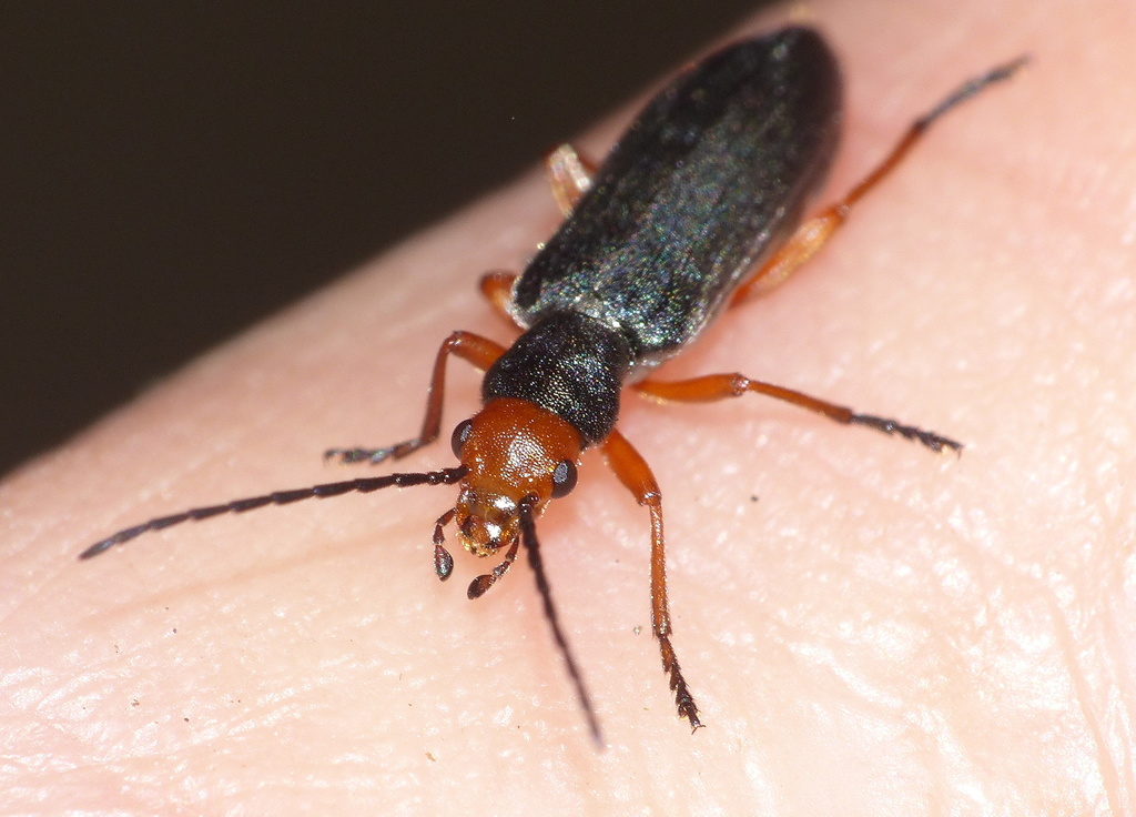 Melananthia