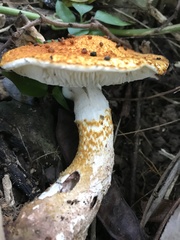 Lepiota spiculata