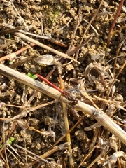 Sympetrum cordulegaster