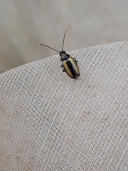 Calomicrus circumfusus