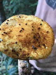 Lepiota spiculata