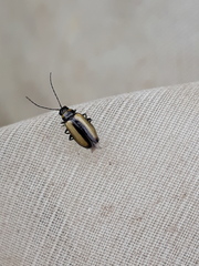 Calomicrus circumfusus