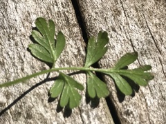 Chaerophyllum procumbens