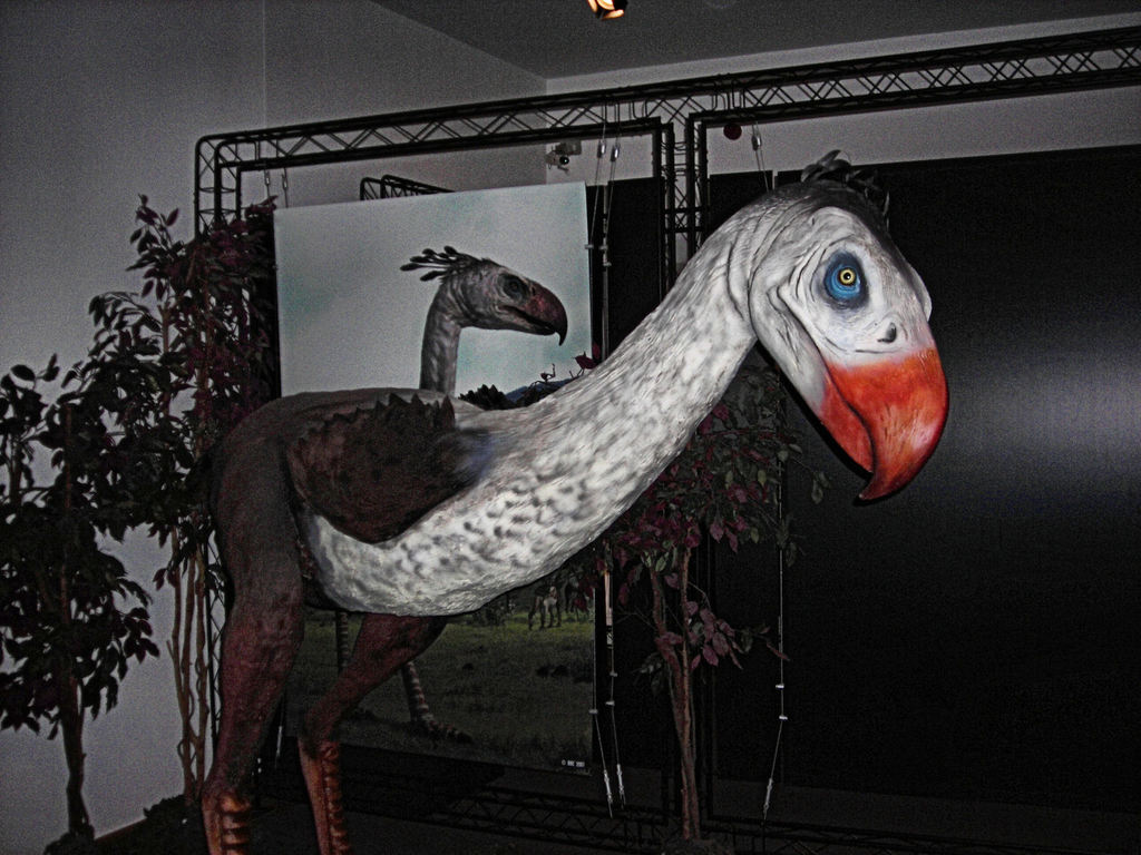 Phorusrhacos longissimus · iNaturalist