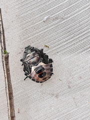 Rhacognathus punctatus