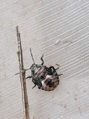 Rhacognathus punctatus