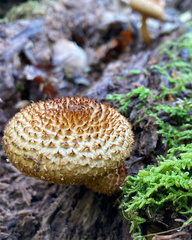 Leucopholiota