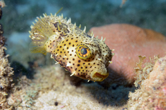 Chilomycterus antennatus