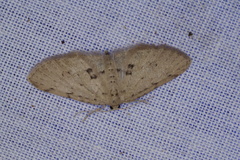 Poecilasthena scoliota