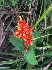 Palicourea officinalis