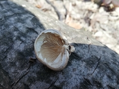 Pleurotus calyptratus