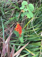 Palicourea officinalis