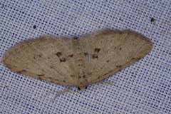 Poecilasthena scoliota