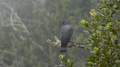 Columba bollii