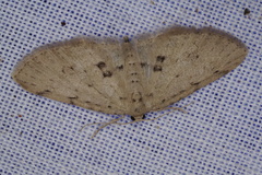 Poecilasthena scoliota