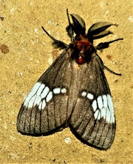 Palasea albimacula