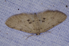 Poecilasthena scoliota