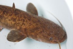 Silurus asotus