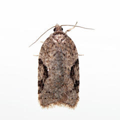 Acleris cornana
