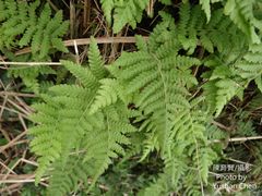 Coryphopteris castanea