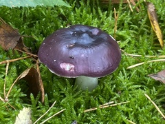 Russula caerulea