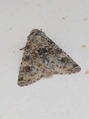 Polymixis rufocincta