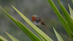 Erithacus rubecula superbus