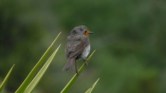 Erithacus rubecula superbus
