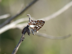 Ariconias glaphyra