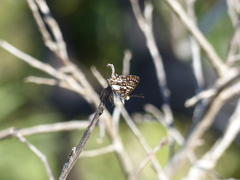 Ariconias glaphyra