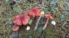 Hygrocybe conicoides