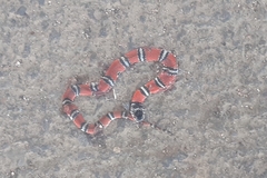 Erythrolamprus bizona