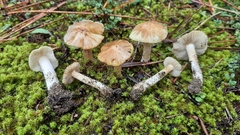 Pseudosperma arenicola