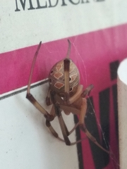 Latrodectus geometricus