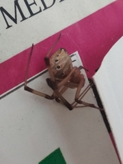 Latrodectus geometricus