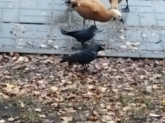 Corvus monedula