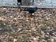 Corvus monedula