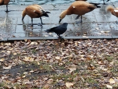 Corvus monedula