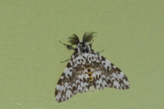 Lymantria fuliginosa