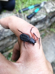 Platyoides walteri