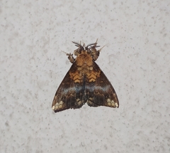 Prothysana terminalis