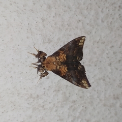 Prothysana terminalis