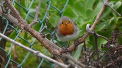 Erithacus rubecula superbus
